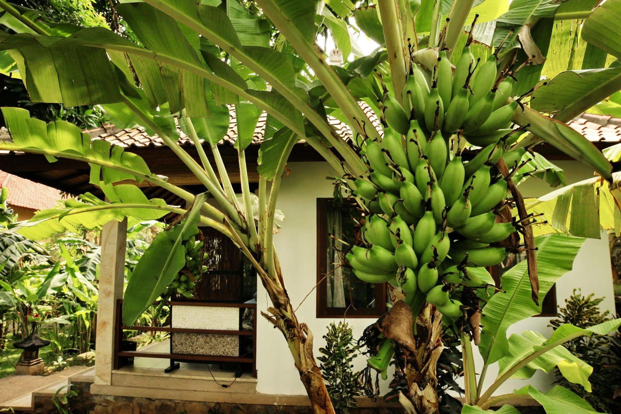 Bali Dream House Ferienpark 3*